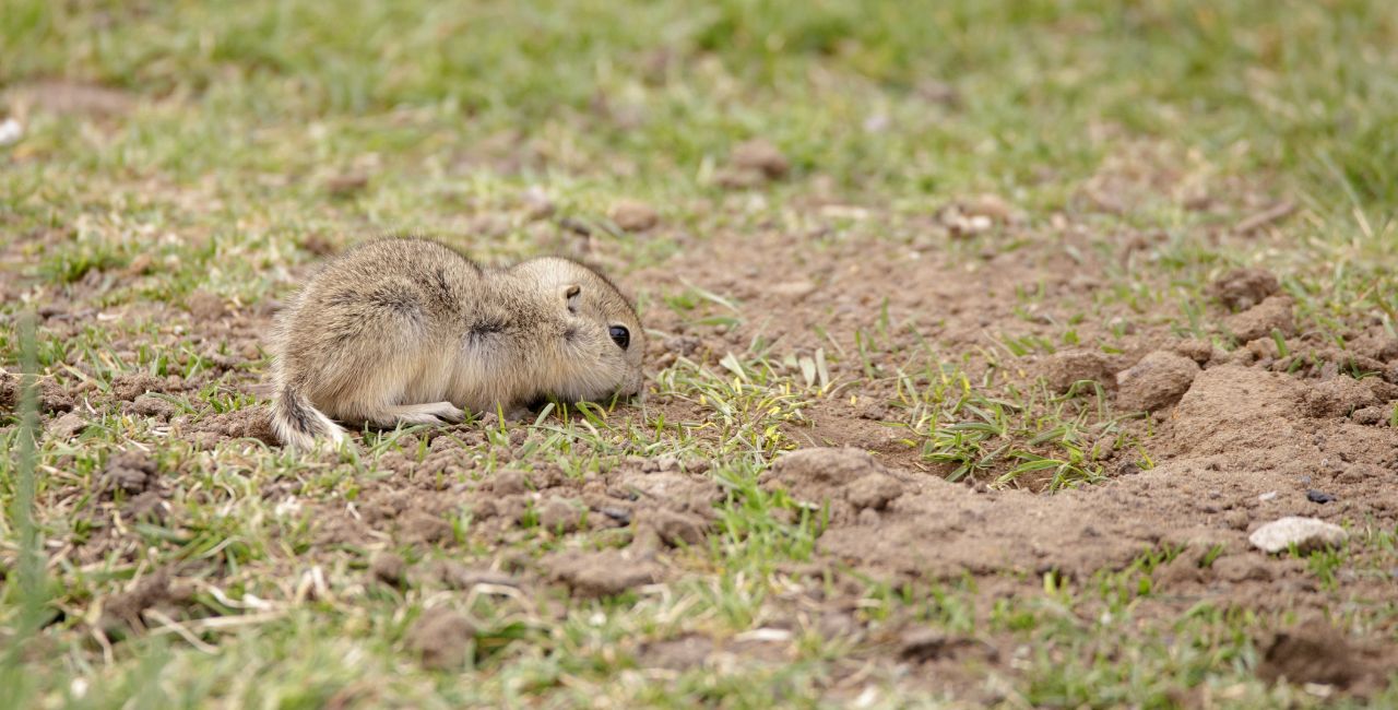 A tiny gopher.